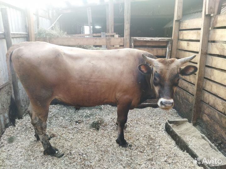 Бык на племя