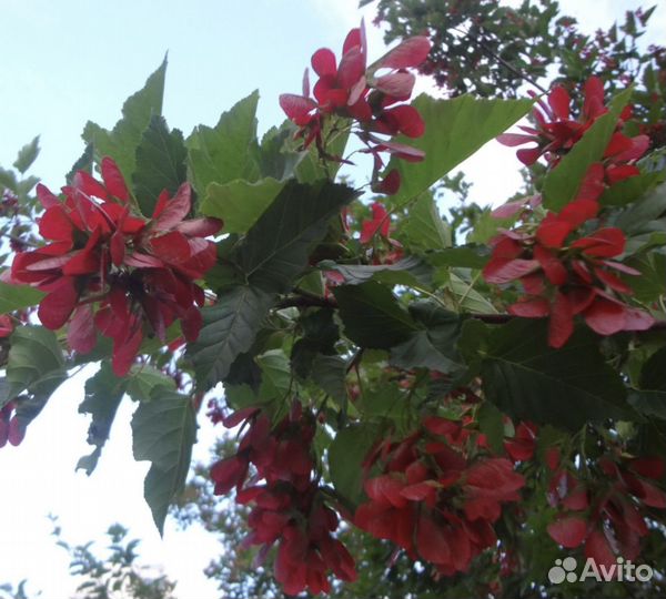 Клен гинала