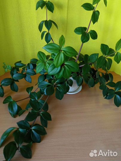 Комнатные растения