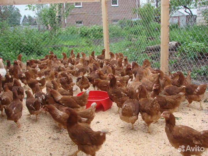 Куры несушки