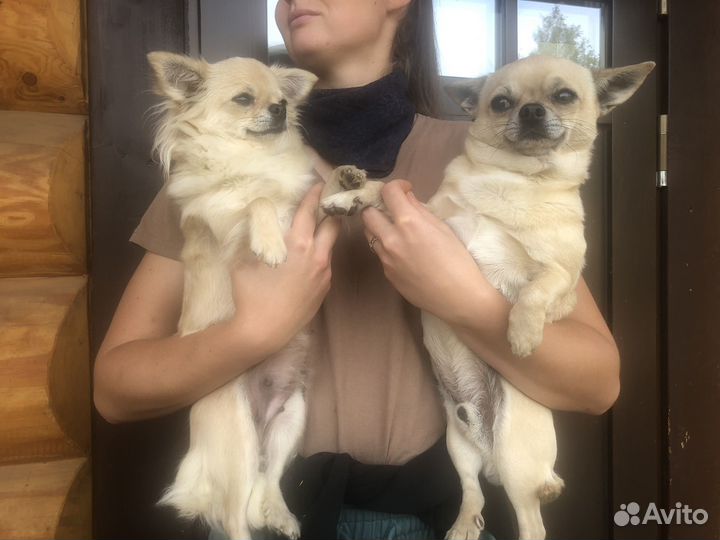 Щенки чихуахуа