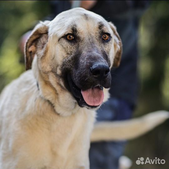 Турецкий кангал в дар