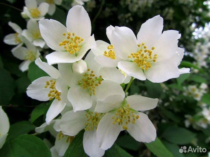 Жасмин садовый