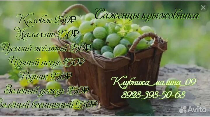 Саженцы малины, ежевики,клюквы,голубики