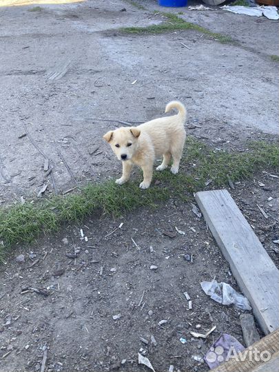 Собаки бесплатно