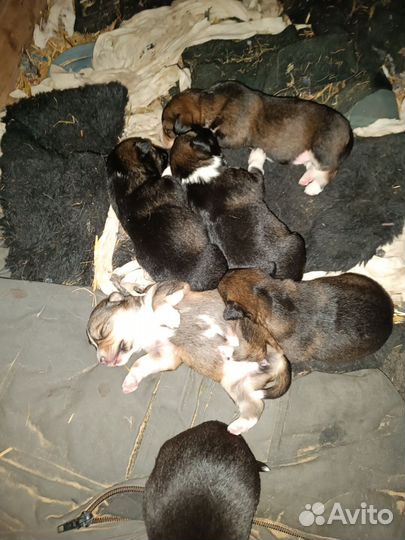 Маленькие собачки щенята в добрые руки