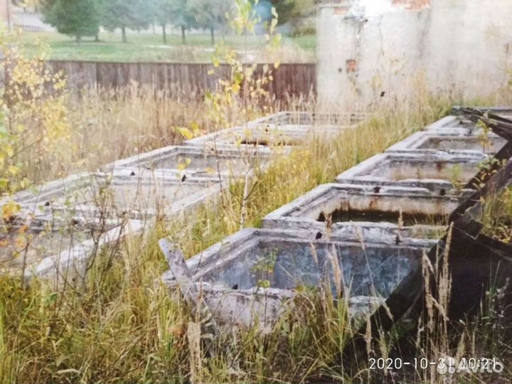 Септики жби