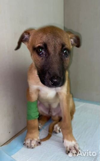 Спасите Бимку