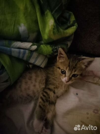 Кошка в дар бесплатно