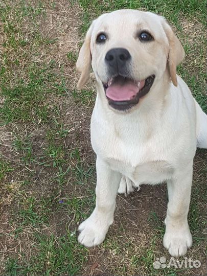 Щенки лабрадора