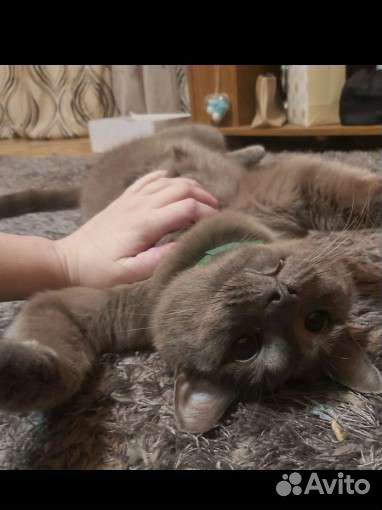 Кот в дар бесплатно