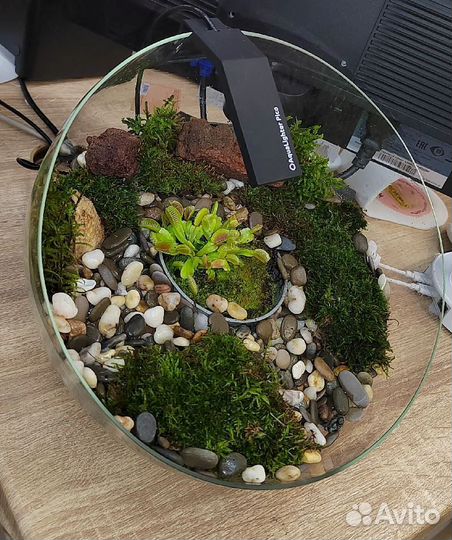 Венерина Мухоловка