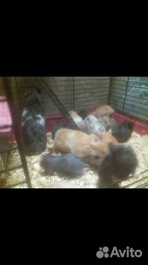 Сирийские хомячки