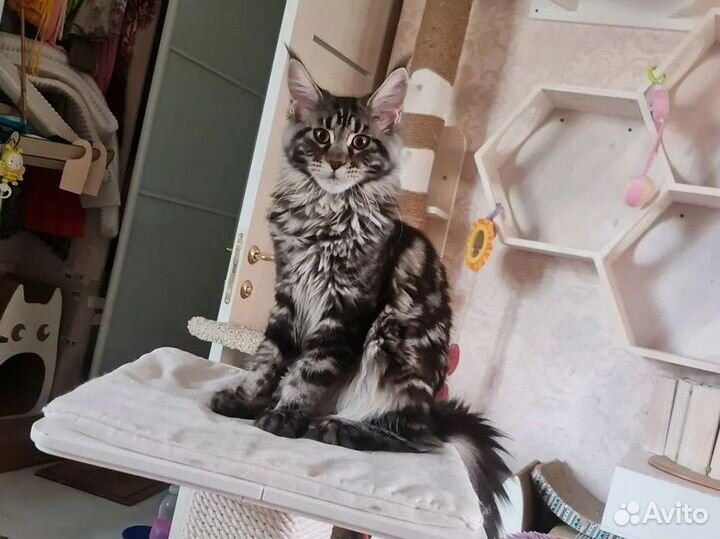 Котенок мейнкун девочка