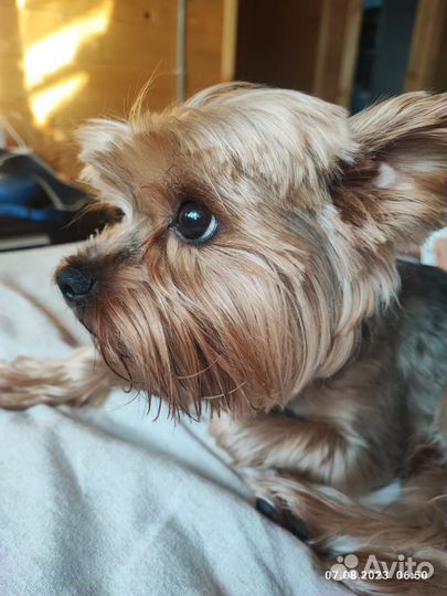 Йоркширский терьер вязка мальчик