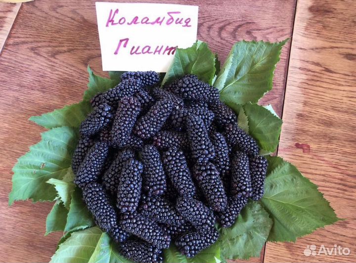 Саженцы ежевики без шипов Коламбия Гиант