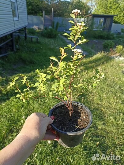 Спирея Вангутта