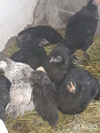 Инкубационное яйцо