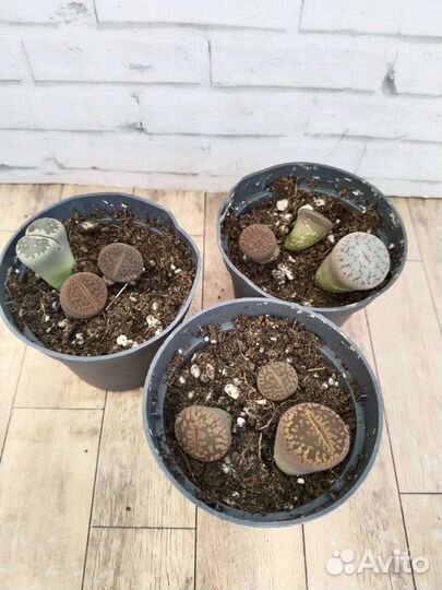 Литопс и плейоспилос