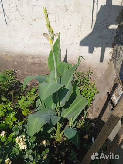 Цветы канны