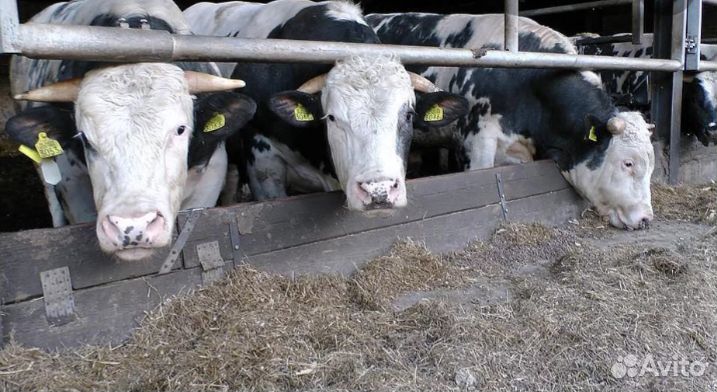 Бычки телята