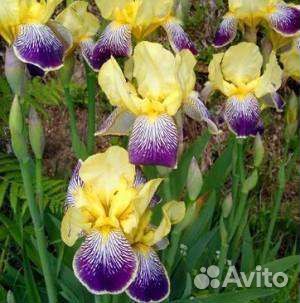 Ирисы сортовые