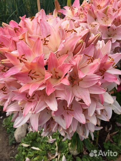 Лилия Марлена