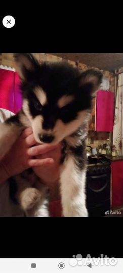 Щенок хаски (девочка)