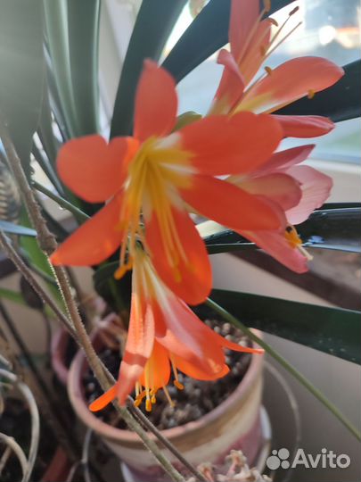 Кливия цветущая