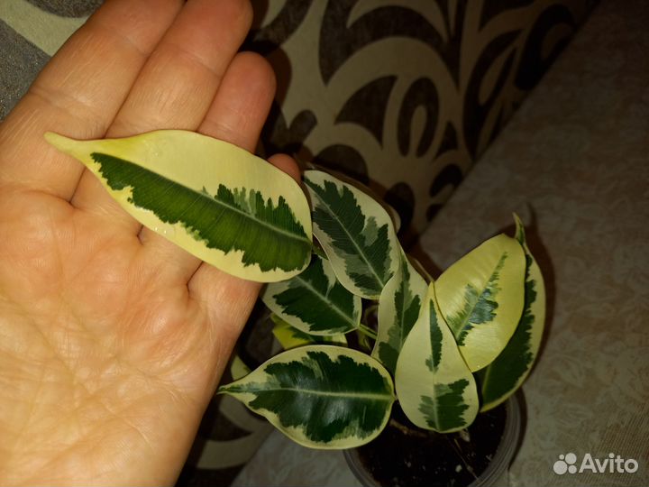 Фикус де гантель