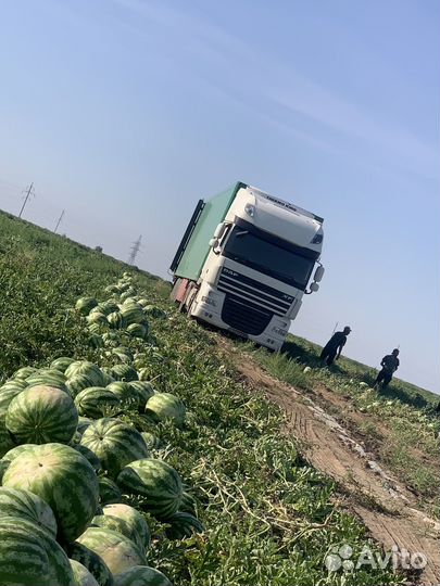 DAF XF 105, 2013