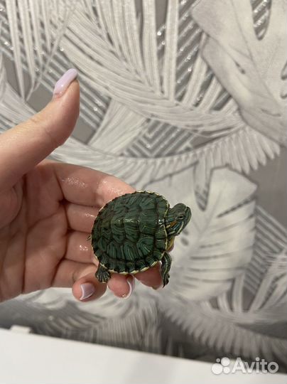 Черепаха
