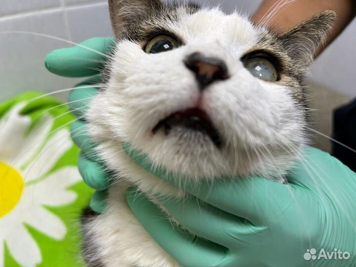 Кошечкам Мусе и Марусе нужна передержка или дом