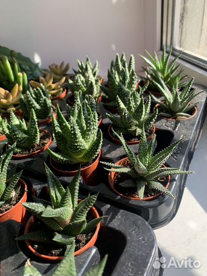 Суккуленты