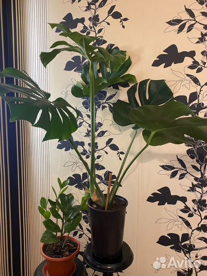 Замиокулькас,Монстера привлекательная