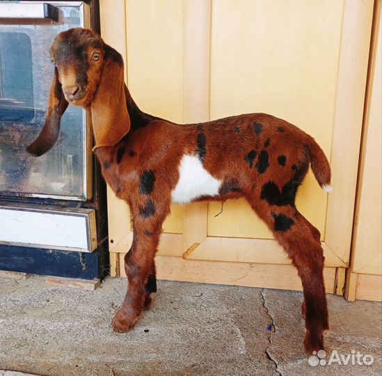 Козел и козочка камори-нубийский