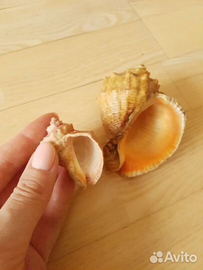 Ракушка морская набор