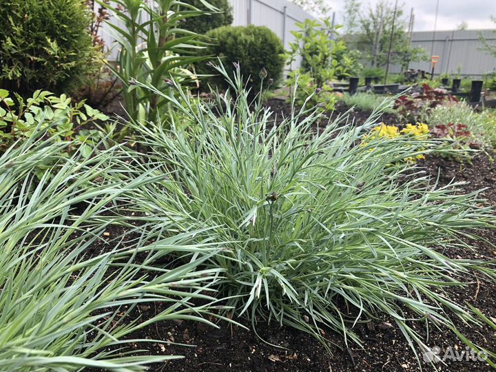 Гвоздика садовая махровая