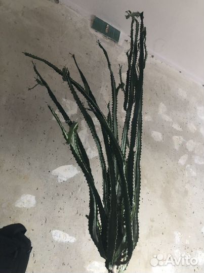 Комнатные цветы 5 шт