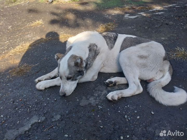 Собака ишо не скрестила нужен кабель