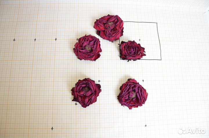 Сухоцветы для творчества, объемные