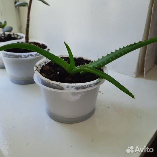 Комнатные цветы отростки