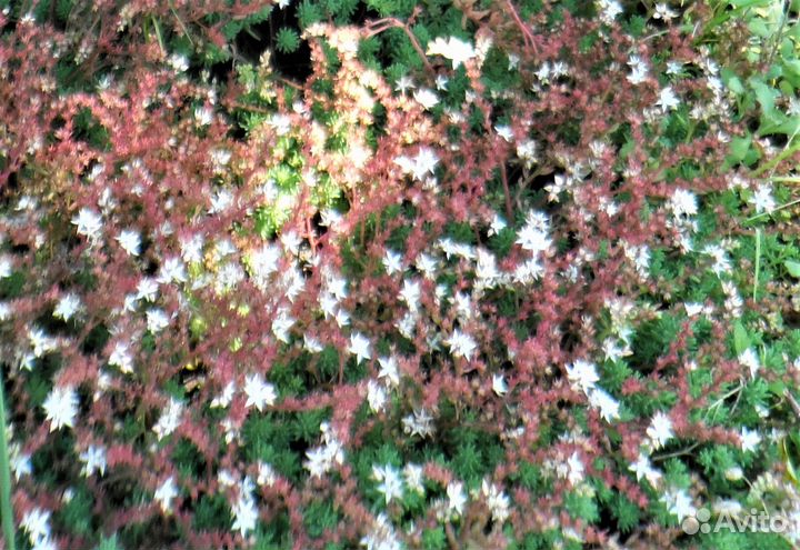 Почвопокровные многолетники из своего сада