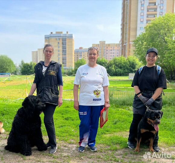 Профессиональная дрессировка собак