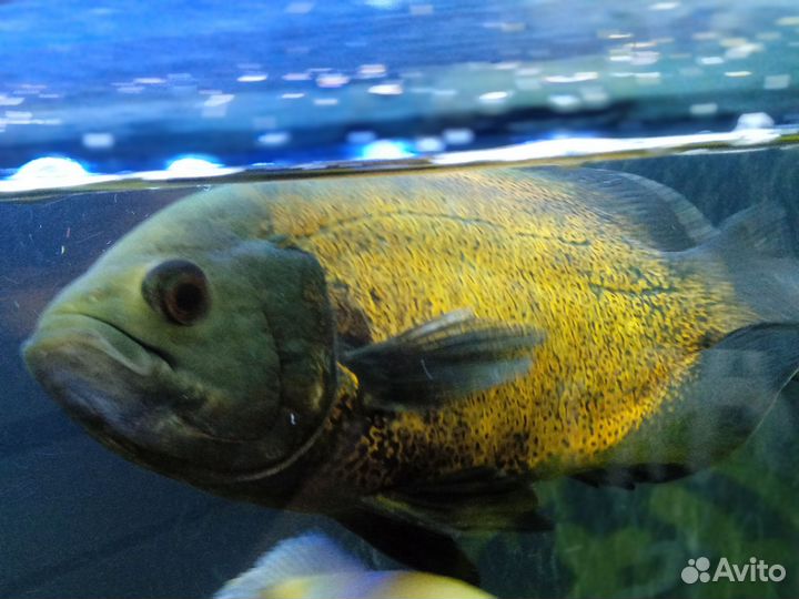 Астронотусы