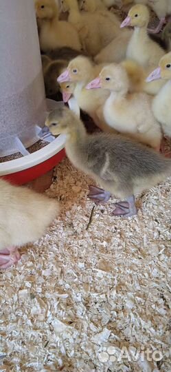 Утята, гусята, бройлера, куры