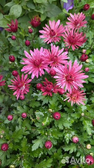 Хризантемы мультифлора