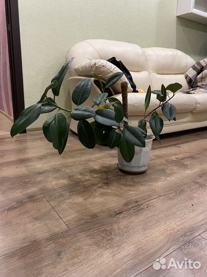 Фикус эластика в горшке 2 шт