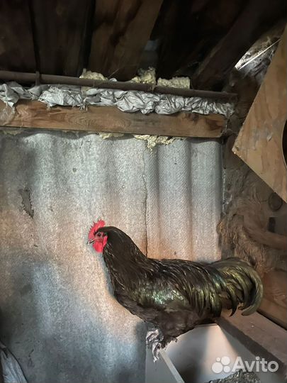 Петух джерсийский гигант