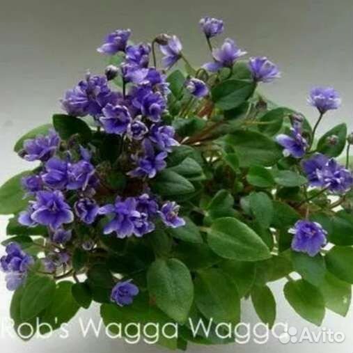 Фиалки-трейлеры